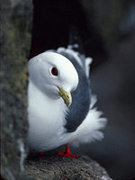 Red-legged Kittiwake (Rissa brevirostris) photo