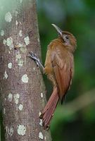 Plain-brown Woodcreeper (Dendrocincla fuliginosa) photo