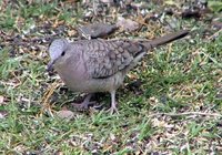 Inca Dove - Columbina inca