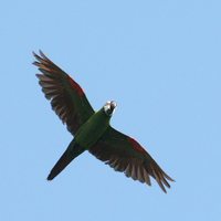 Chestnut-fronted Macaw - Ara severa