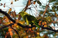 Yellow-naped Parrot - Amazona auropalliata