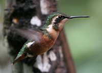 White-bellied Woodstar - Chaetocercus mulsant