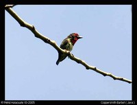 Coppersmith Barbet - Megalaima haemacephala