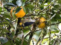 Golden-naped Woodpecker - Melanerpes chrysauchen