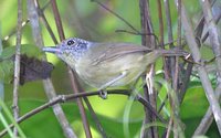 Spot-breasted Antvireo - Dysithamnus stictothorax