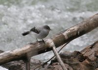 Torrent Tyrannulet - Serpophaga cinerea