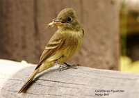 Cordilleran Flycatcher - Empidonax occidentalis