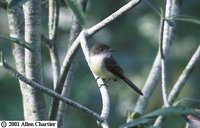 Sad Flycatcher - Myiarchus barbirostris