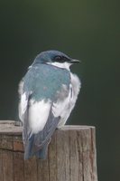 White-winged Swallow - Tachycineta albiventer