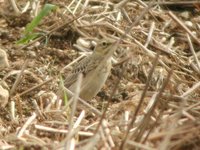 Tawny Pipit - Anthus campestris