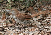 Brown Thrasher - Toxostoma rufum