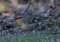 Varied Thrush - Ixoreus naevius