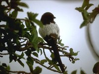 Magpie Shrike - Corvinella melanoleuca