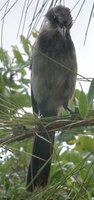 Florida Scrub-Jay - Aphelocoma coerulescens