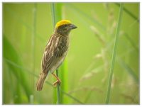 Streaked Weaver - Ploceus manyar