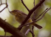 Palm Warbler - Dendroica palmarum