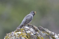 Mourning Sierra-Finch - Phrygilus fruticeti