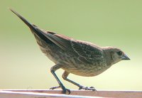 Brown-headed Cowbird - Molothrus ater