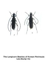 검정우단꽃하늘소 - Nivellia extensa