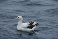 Gibson's Albatross (Diomedea gibsoni)