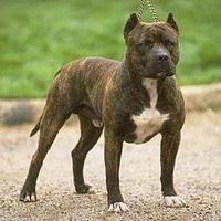 American Pit Bull Terrier