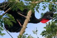 A Crested Guan photographed during a FONT Guatemala tour