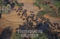 Herd of buffalo ( Syncerus caffer ) , Lower Zambezi National Park , Zambia stock photo