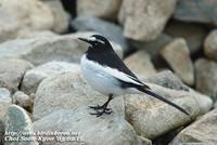 Fig. 12. Japanese Wagtail : 검은등할미새