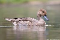 003339 - Anas acuta (Northern                         Pintail)