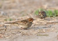 Little bunting C20D 02579.jpg