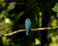 Verditer Flycatcher