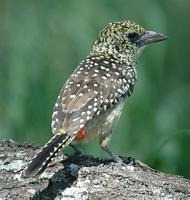 Usambiro Barbet p.262