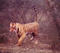 Bengal Tiger - Panthera Tigris Tigris