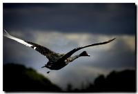 Black Swan minus feather