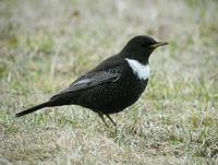 Ring Ouzel (Turdus torquatus)