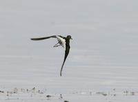 Wood Sandpiper (Tringa glareola)