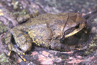 : Brachytarsophrys feae