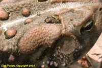 : Bufo americanus; American Toad