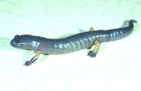 : Bolitoglossa flavimembris