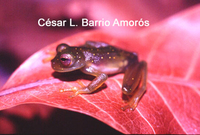 : Cochranella castroviejoi