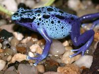 : Dendrobates tinctorius; Dyeing Poison Frog