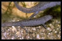 : Hynobius tokyoensis