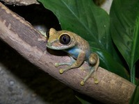 : Leptopelis uluguruensis