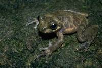 : Litoria nannotis; Torrent Tree Frog