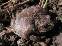 : Pelobates fuscus; Common Spadefoot Toad