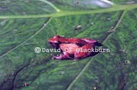 : Phrynobatrachus batesii