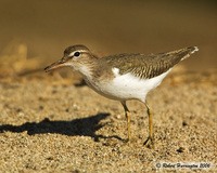 : Actitis macularia; Spotted Sandpiper