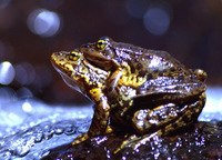 : Rana muscosa; Mountain Yellow-legged Frog