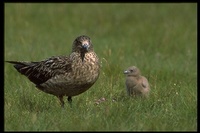 : Catharacta skua; Great Skua