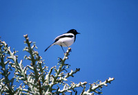 : Copsychus albospecularis; Madagascar Magpie-robin